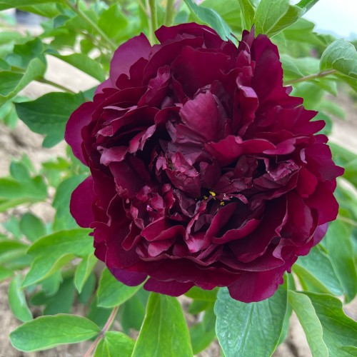 Black Faced Peony