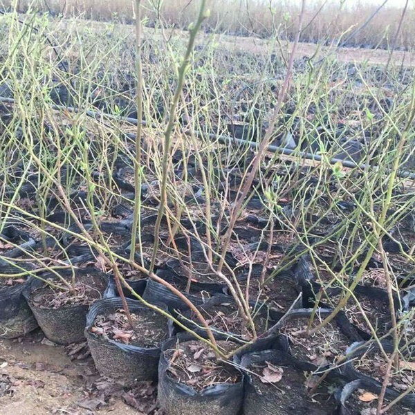 Blueberry seedling (2)