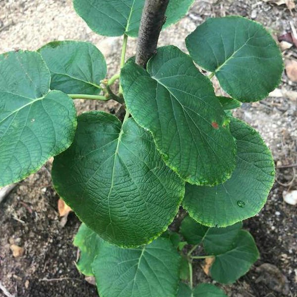 Kiwi seedling (2)