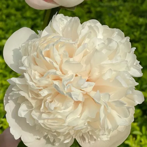 Peony Colonel Owen Cousins suppliers