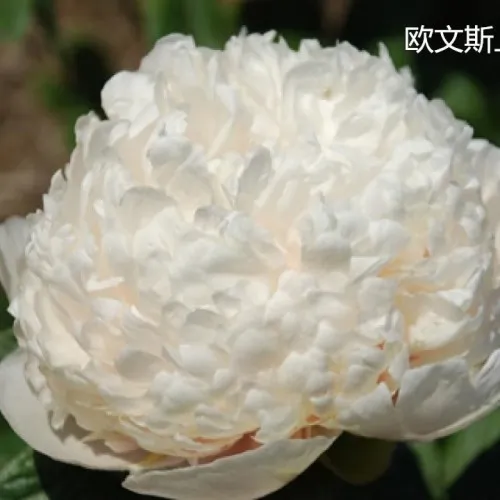 Peony Colonel Owen Cousins best