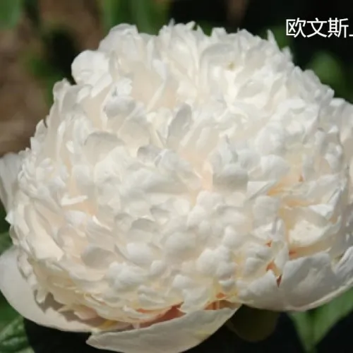 Peony Colonel Owen Cousins