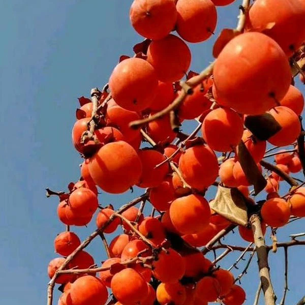 Persimmon seedling (2)
