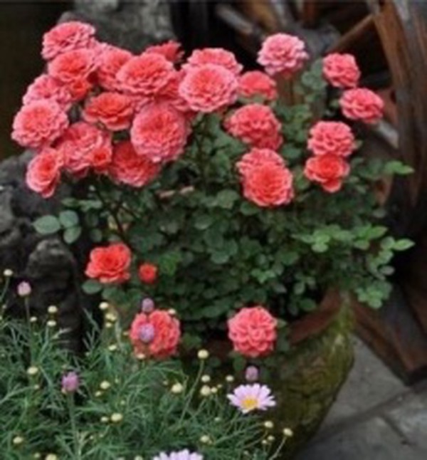 image005 image005