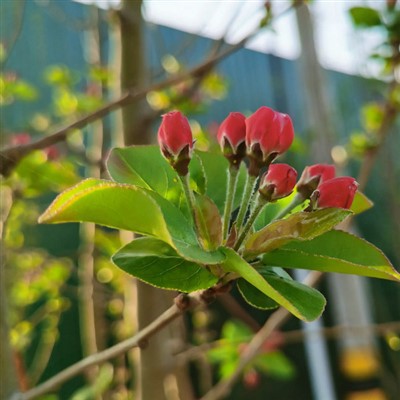 Begonia Seedlings